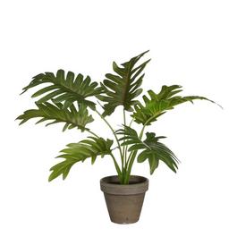 Mica Philodendron green in pot Stan grey