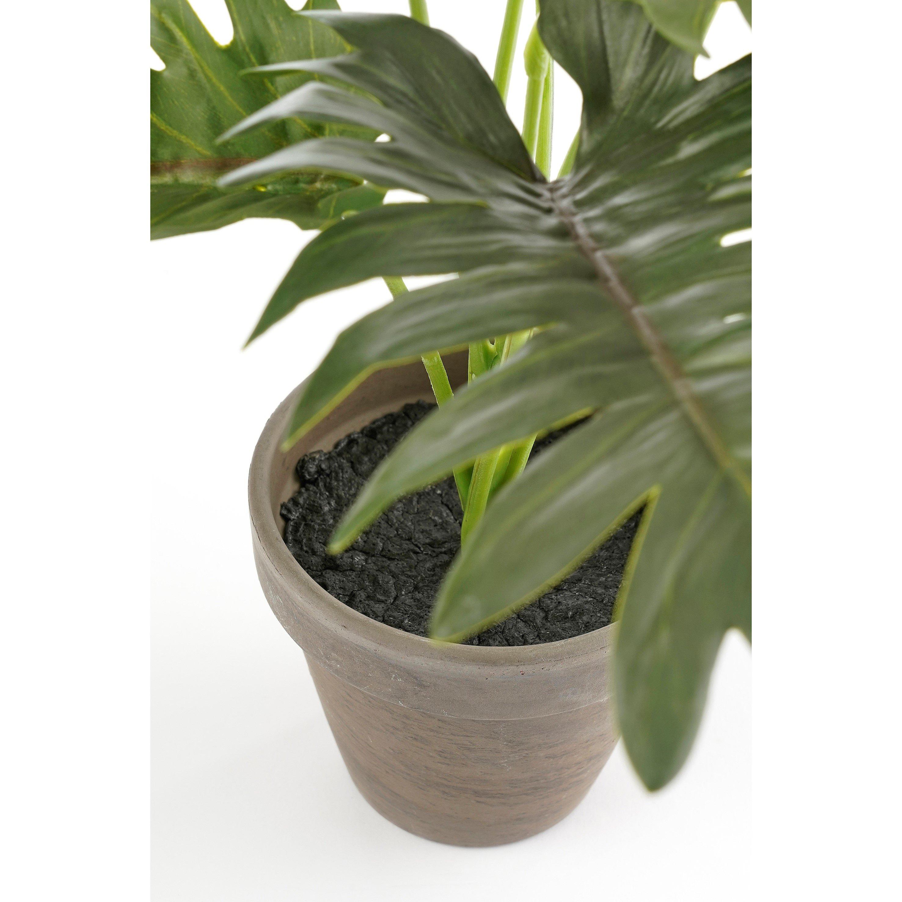 Green - Mica - Philodendron green in pot Stan grey - 4