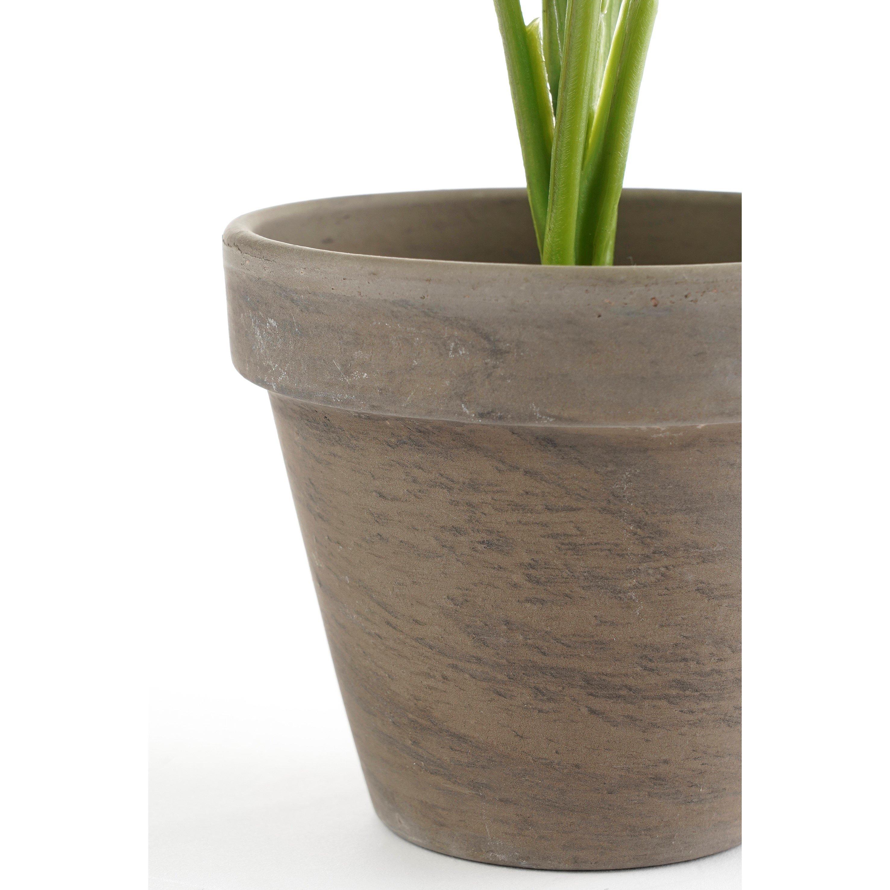 Green - Mica - Philodendron green in pot Stan grey - 5