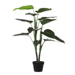 Mica Philodendron in pot green