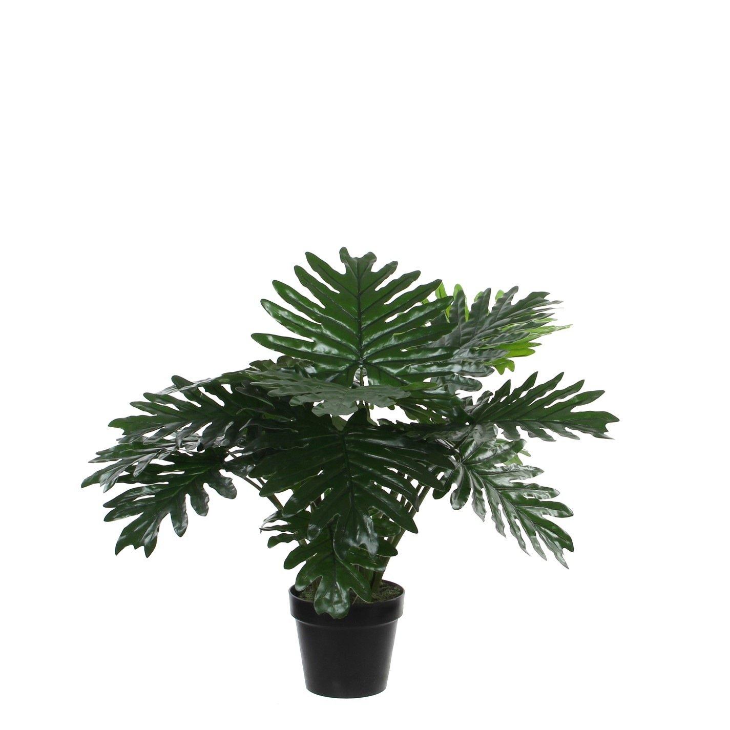 Green - Mica - Philodendron in plastic pot green - 1