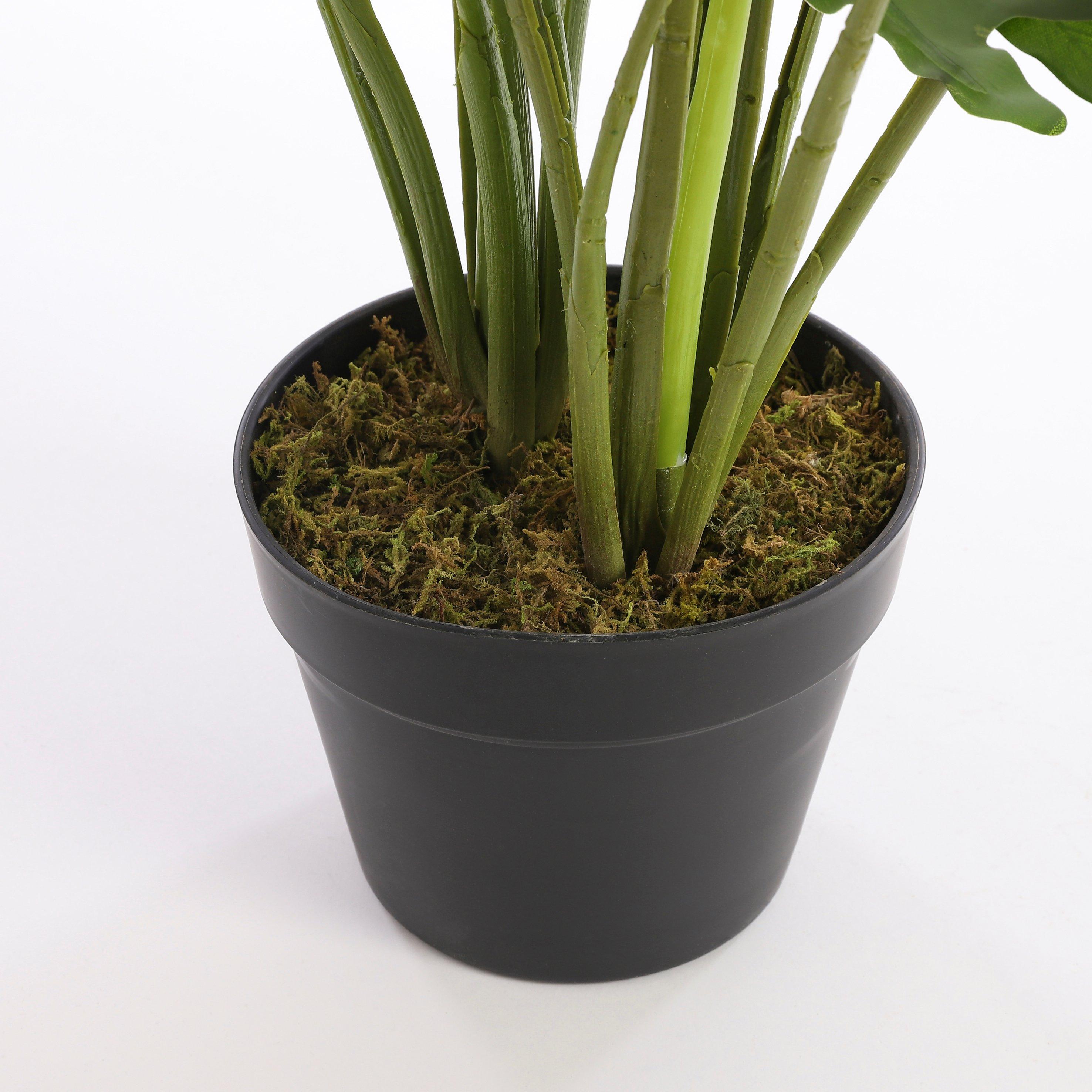 Green - Mica - Philodendron in plastic pot green - 3
