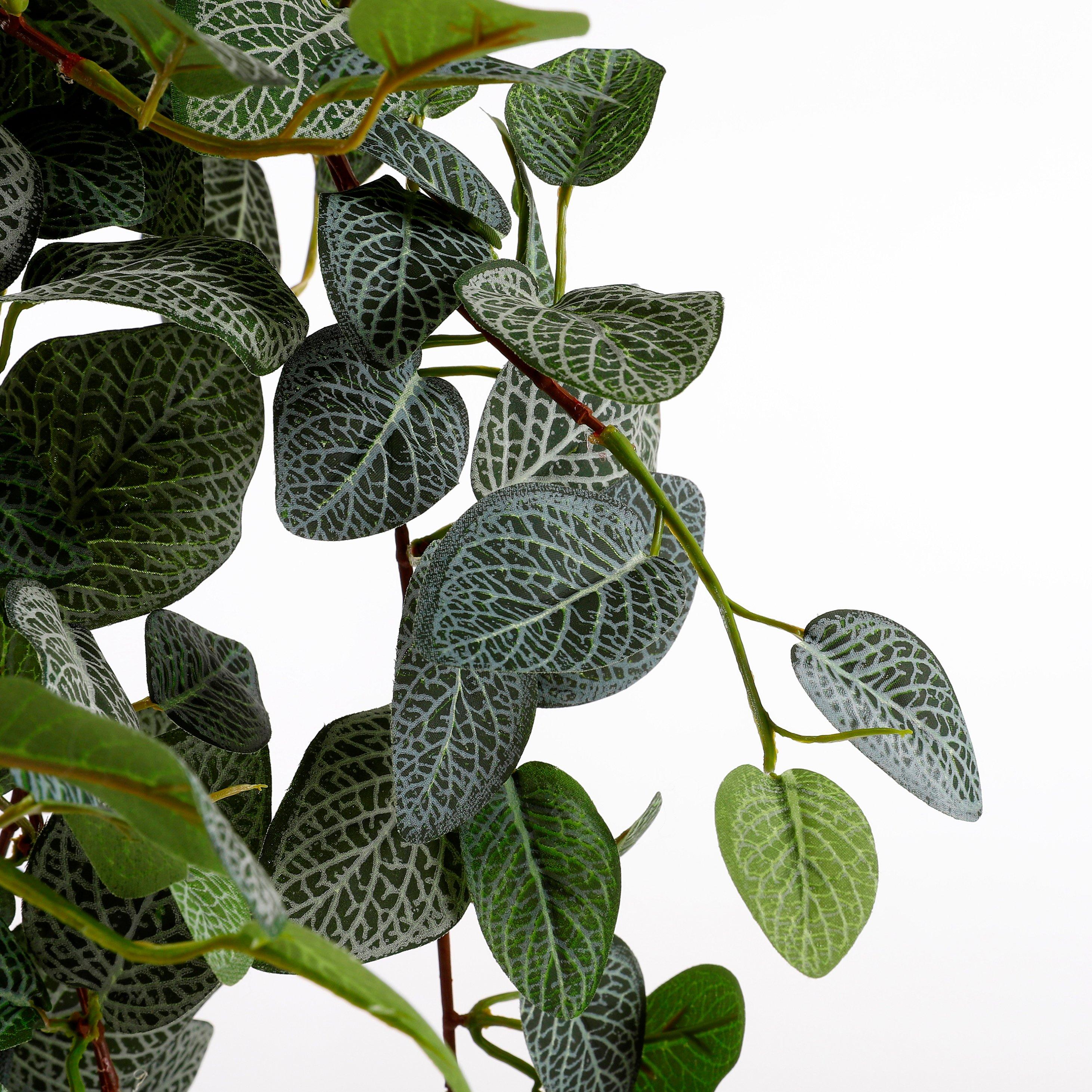 Green - Mica - Pilea hanging green - 2