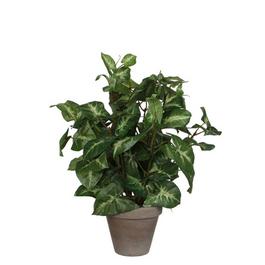 Mica Syngonium green in pot Stan grey