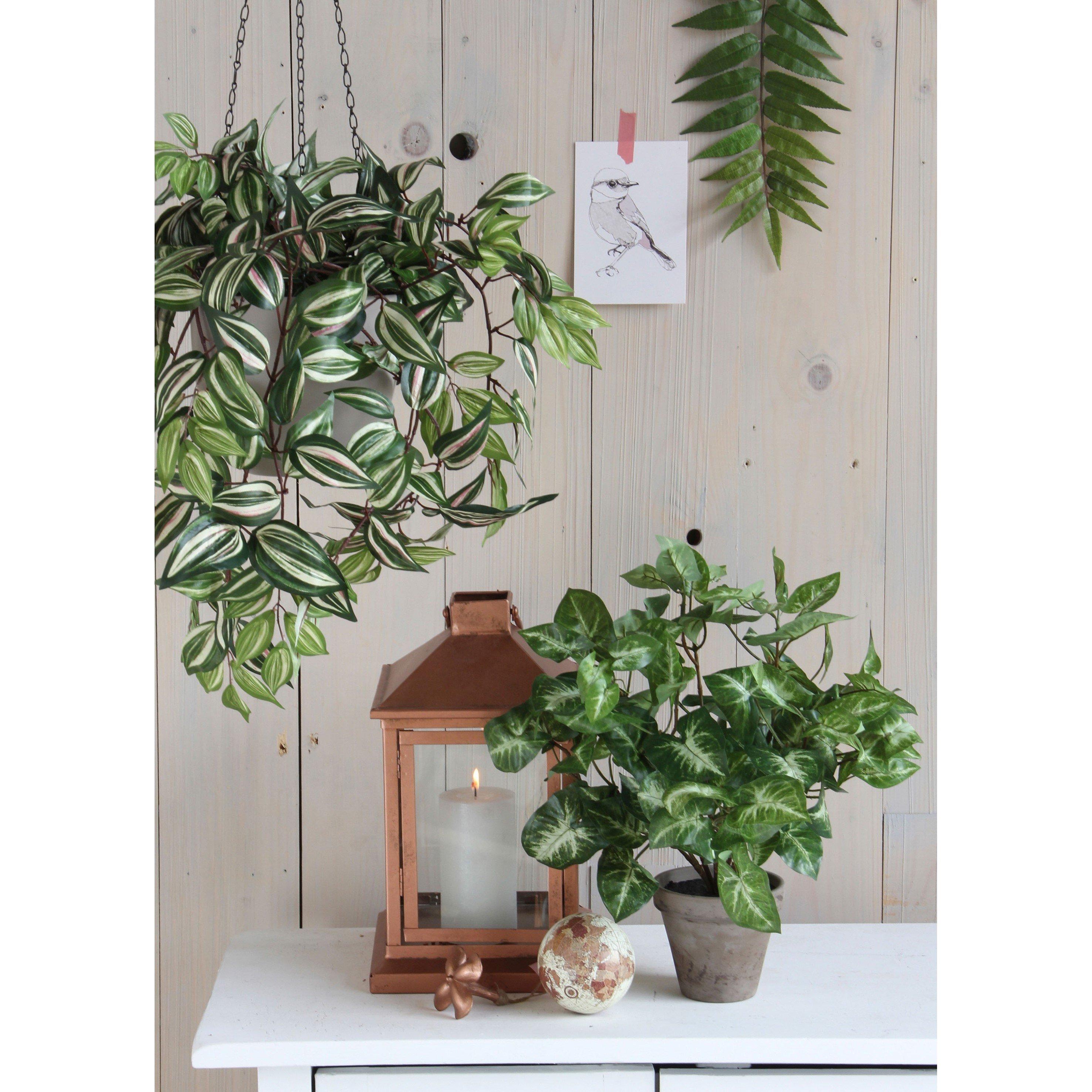 Green - Mica - Syngonium green in pot Stan grey - 2