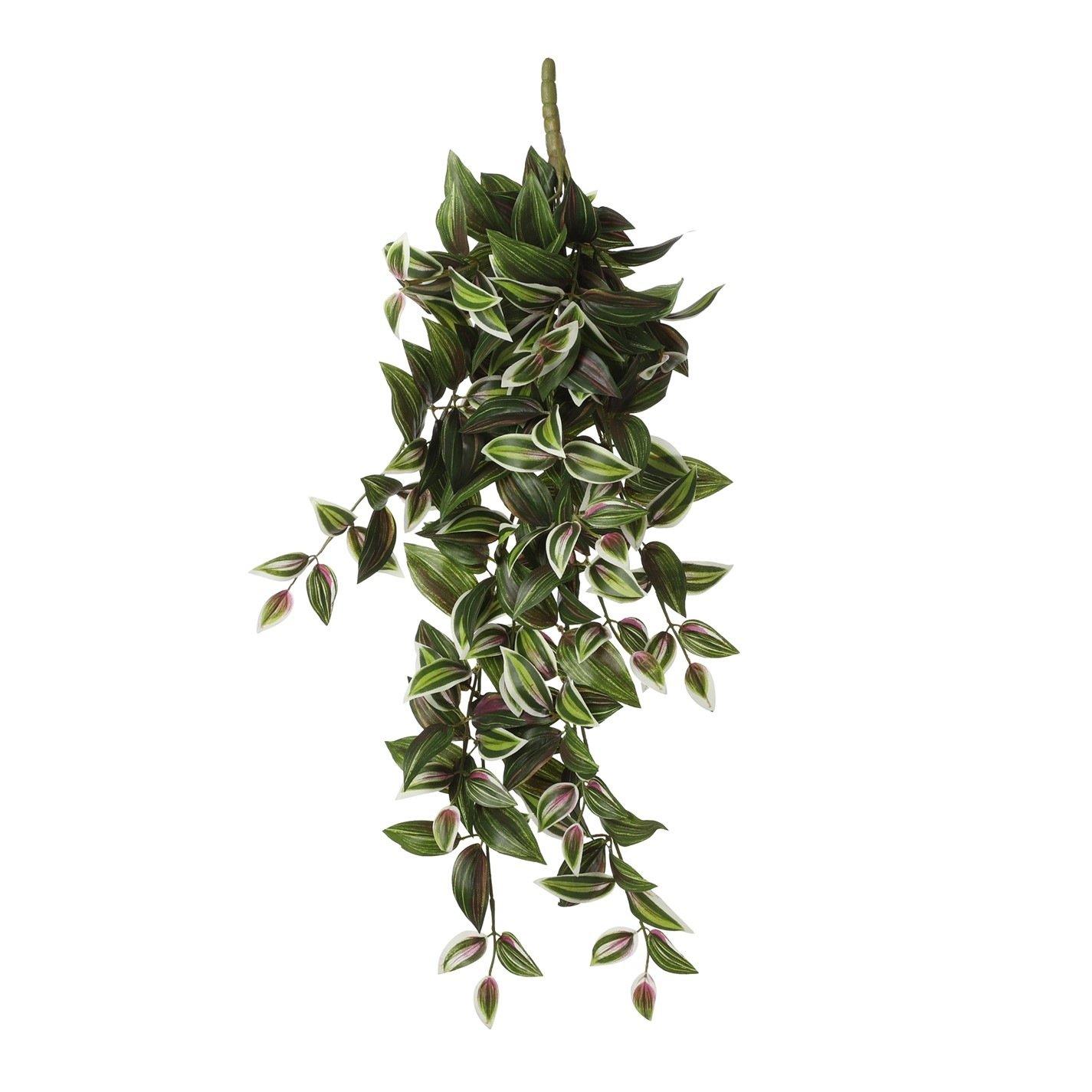Green - Mica - Tradescantia hanging green - 1