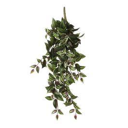Mica Tradescantia hanging green