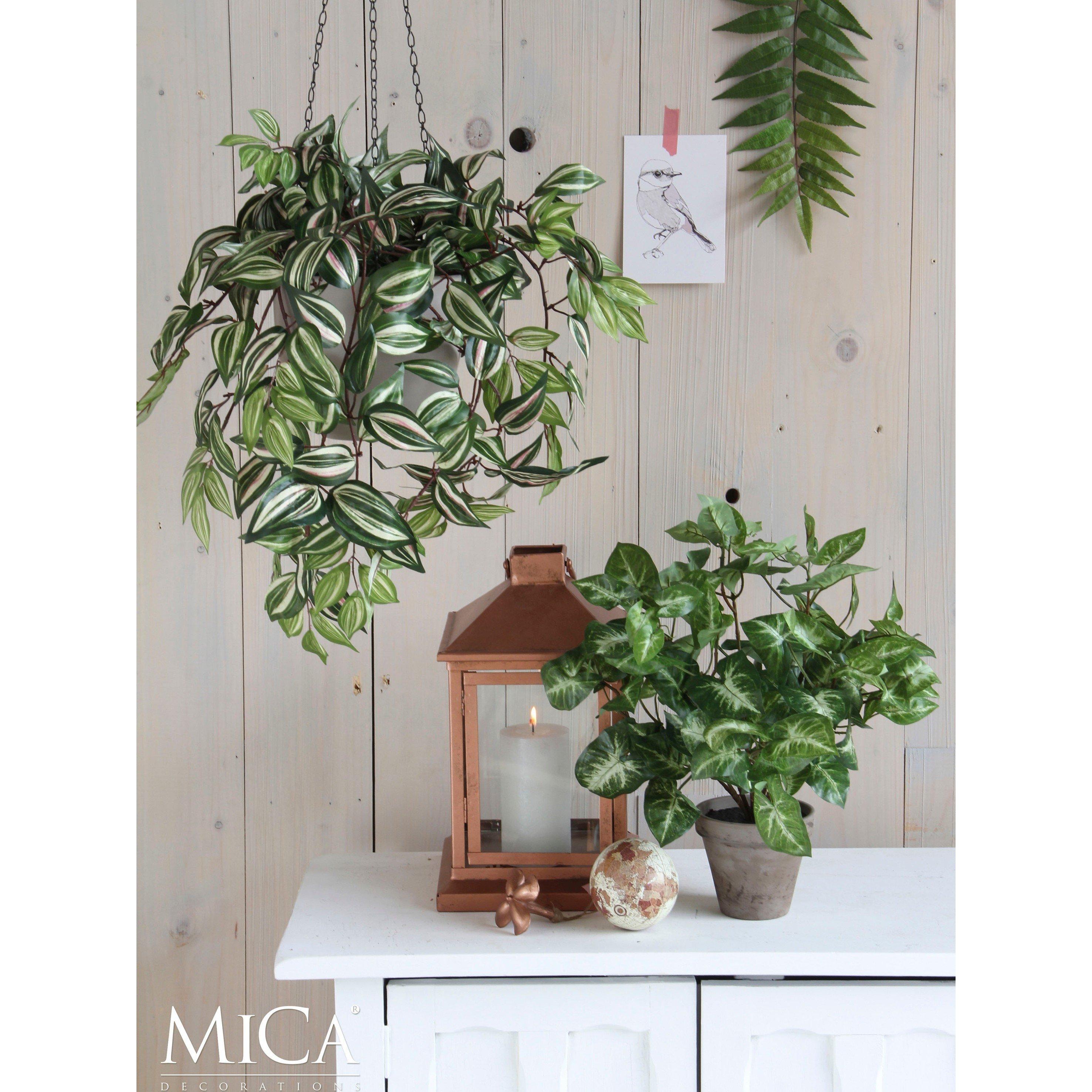 Green - Mica - Tradescantia hanging green - 6