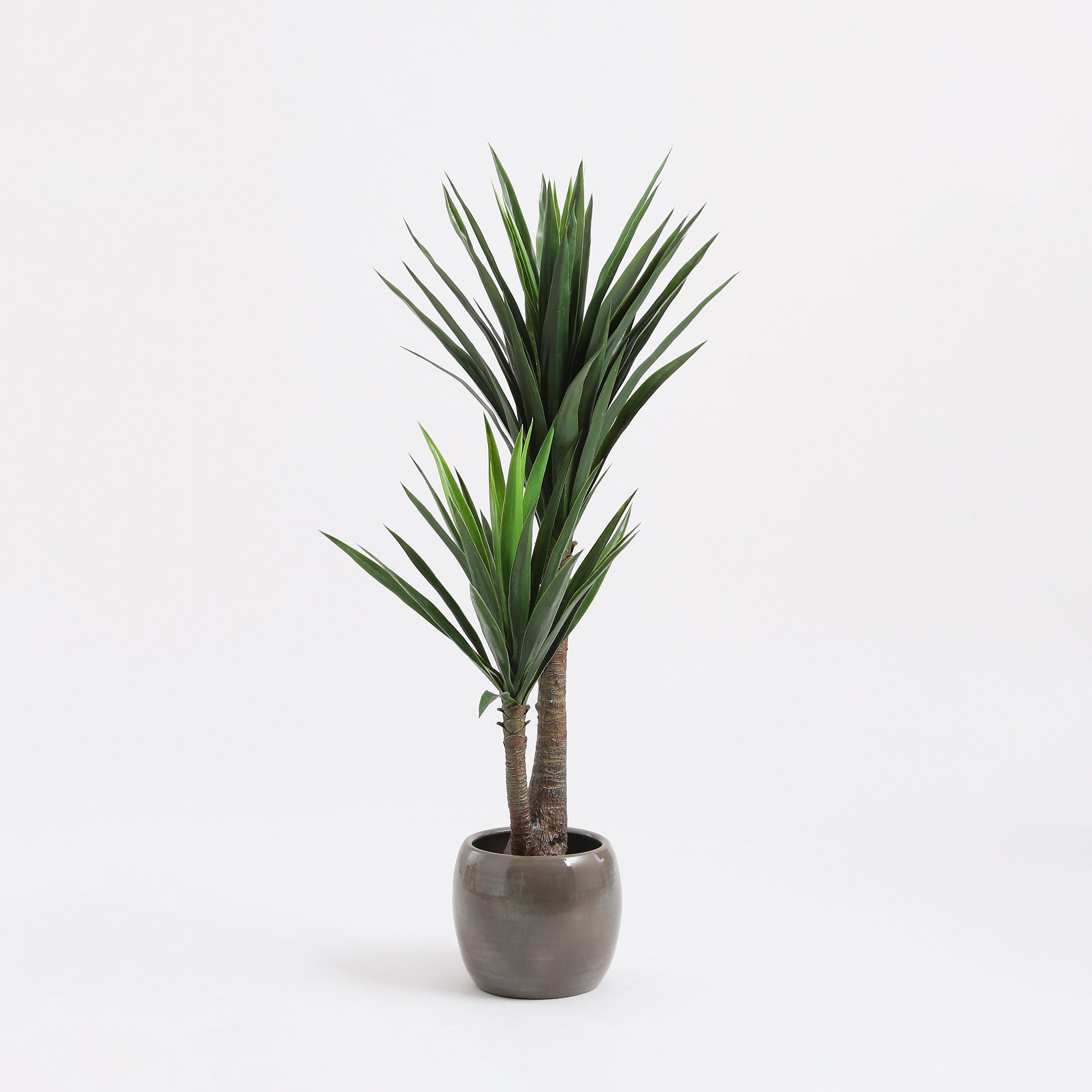 Green - Mica - Yucca in pot green - 5