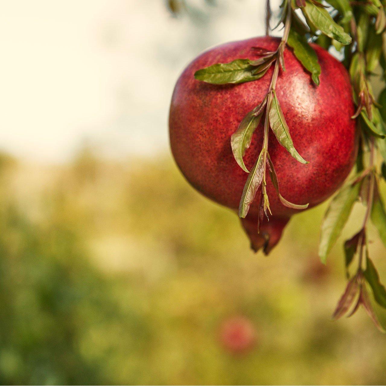 Liquid - Aveda - NUTRIPLENISH Shampoo Light Moisture - 7