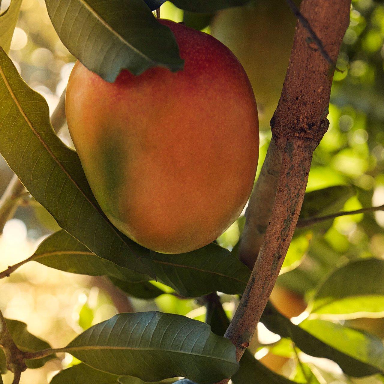 Liquid - Aveda - NUTRIPLENISH Shampoo Light Moisture - 9