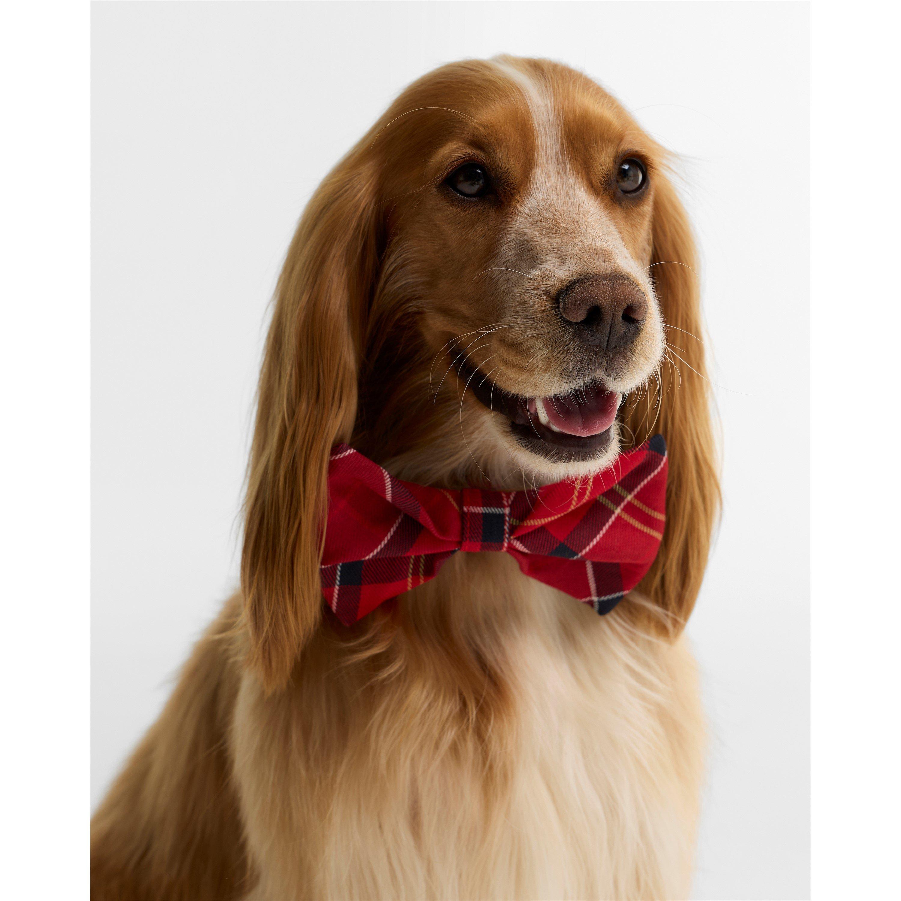 Cardinal Tartan - Barbour - Tartan Dog Bow Tie - 3