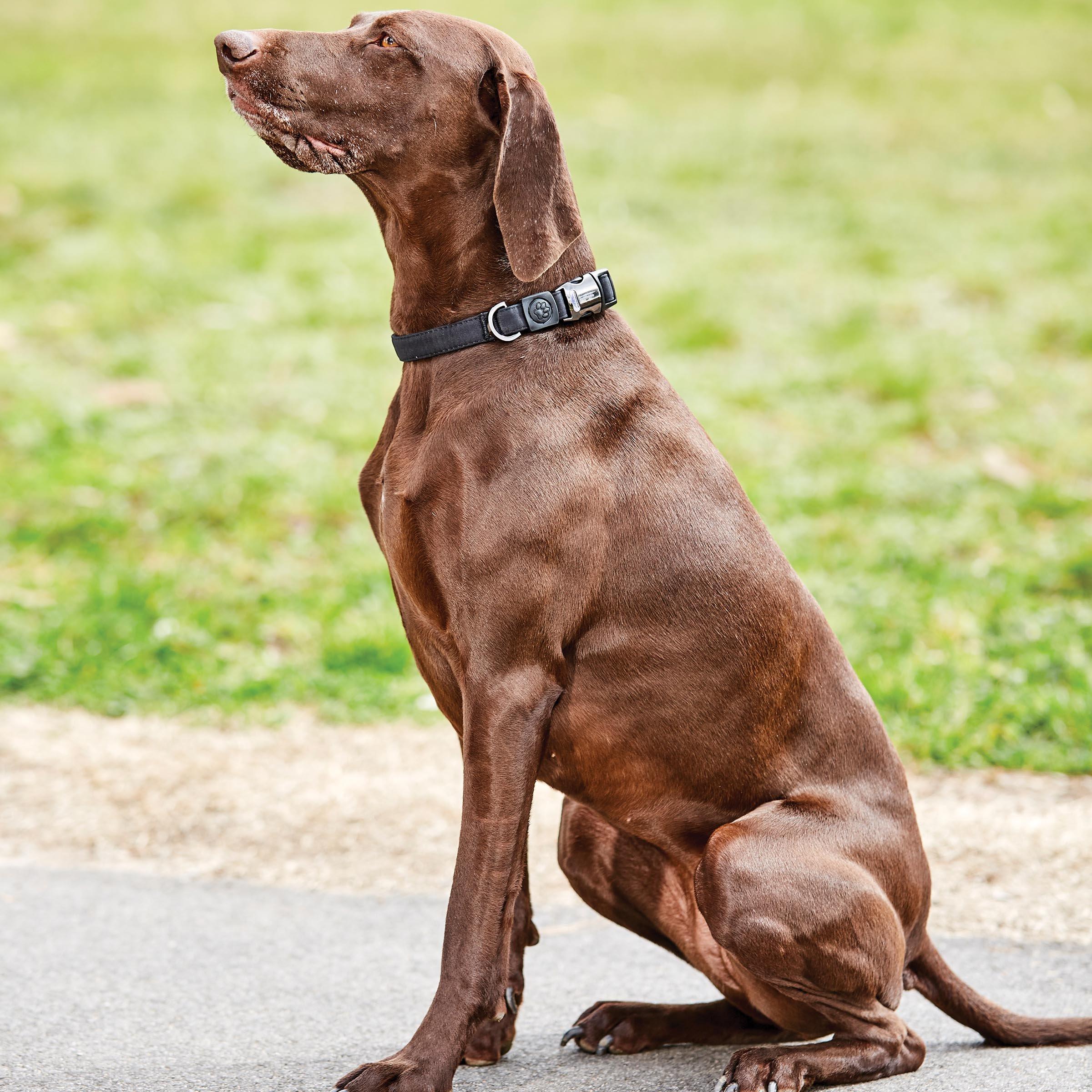 Weatherbeeta  Elegance Dog Collar - Black - X Small