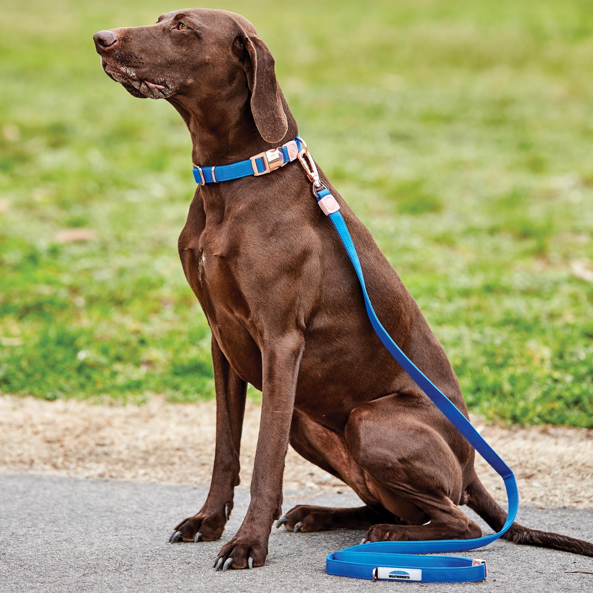 Weatherbeeta  Elegance Dog Collar - Blue - X Small