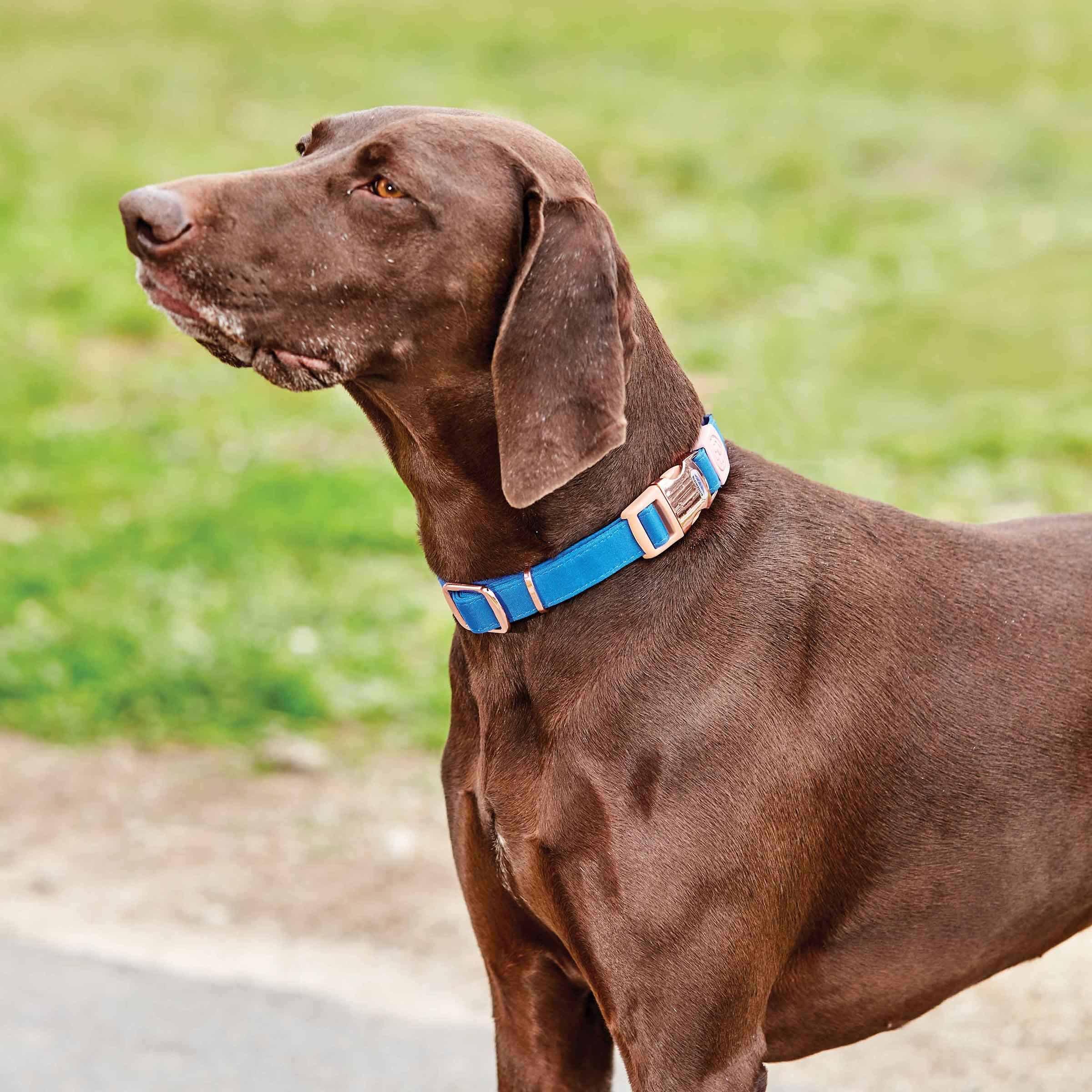 Azul - Weatherbeeta - Dog Collar - 3