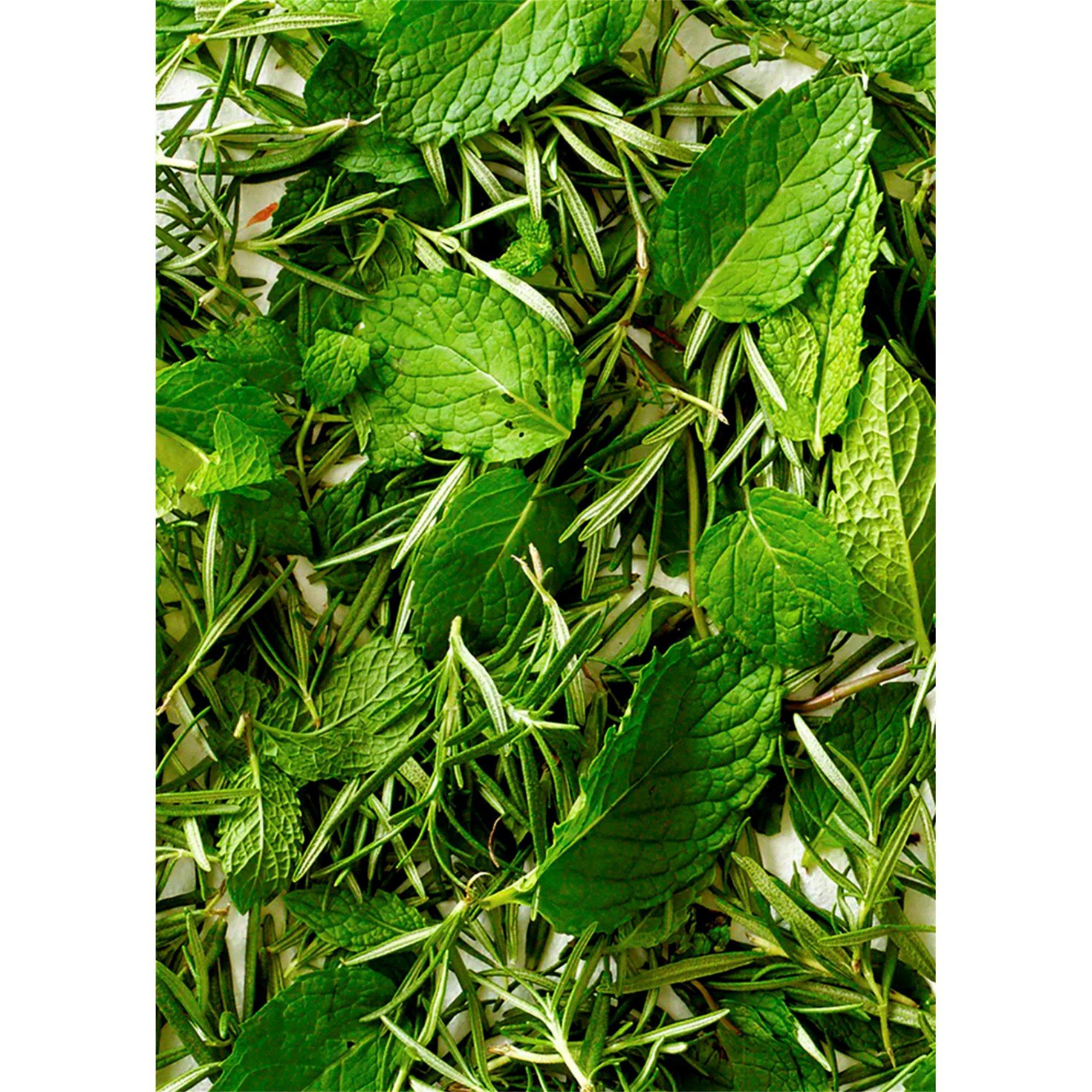 Liquid - Aveda - Rosemary Mint Purifying Shampoo Invigorating Aroma - 6