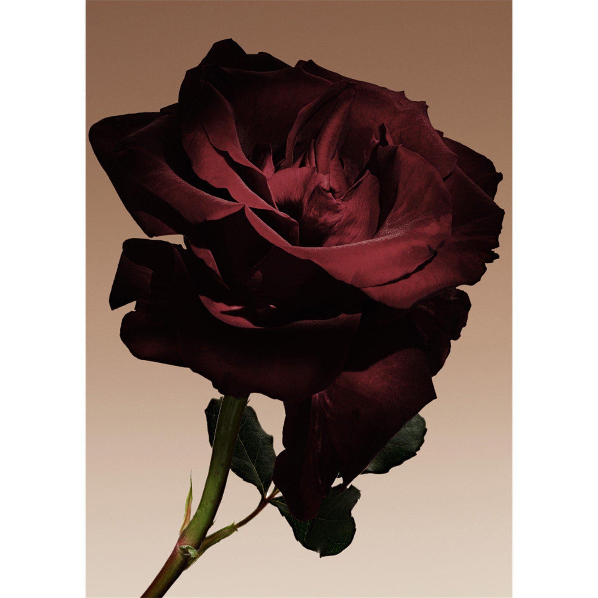Not Applicable - Armani Cosmetics - AP CUIR NU 50ML - 4