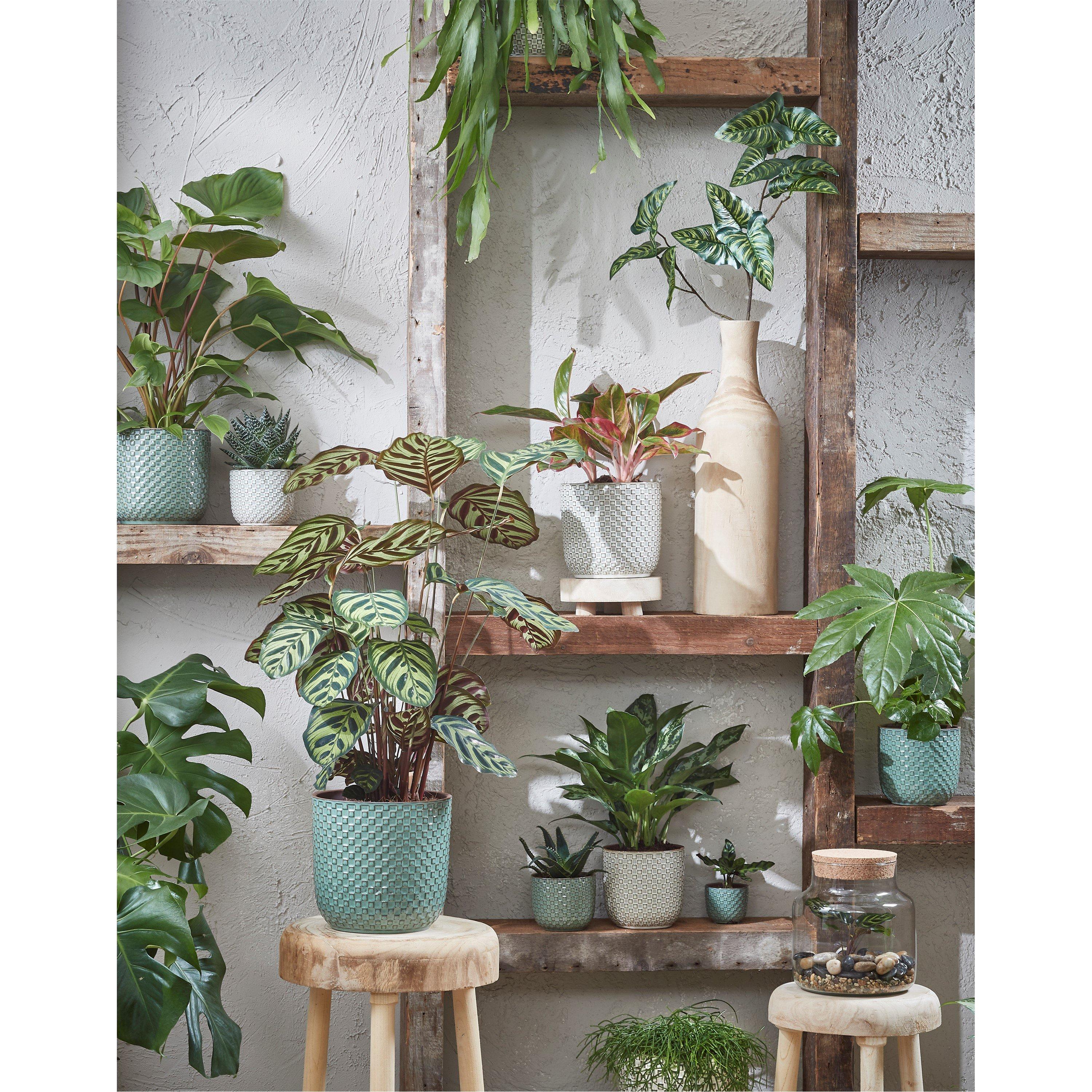 None - Mica - Chela storagepot transparent - 2