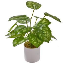 Grace Home GH Evergreen Plant44