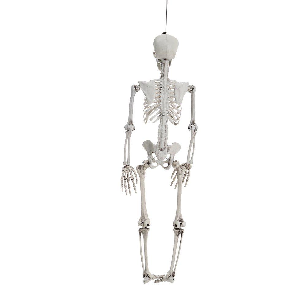 Skeleton - LIFE IDEAS - LIFE ID 90cm Full Body Skeleton Prop Decoration 64 - 5