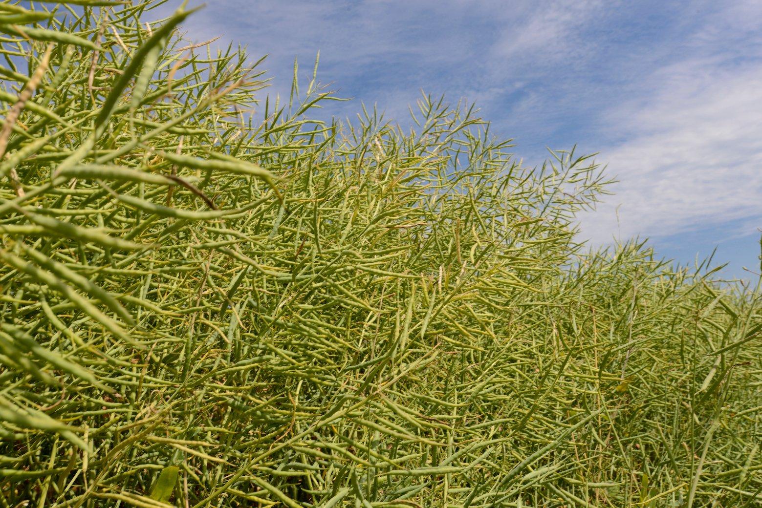 osr