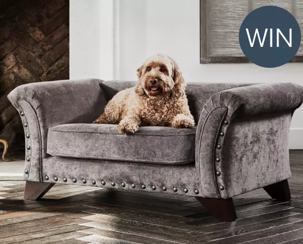 Grey dog clearance sofa