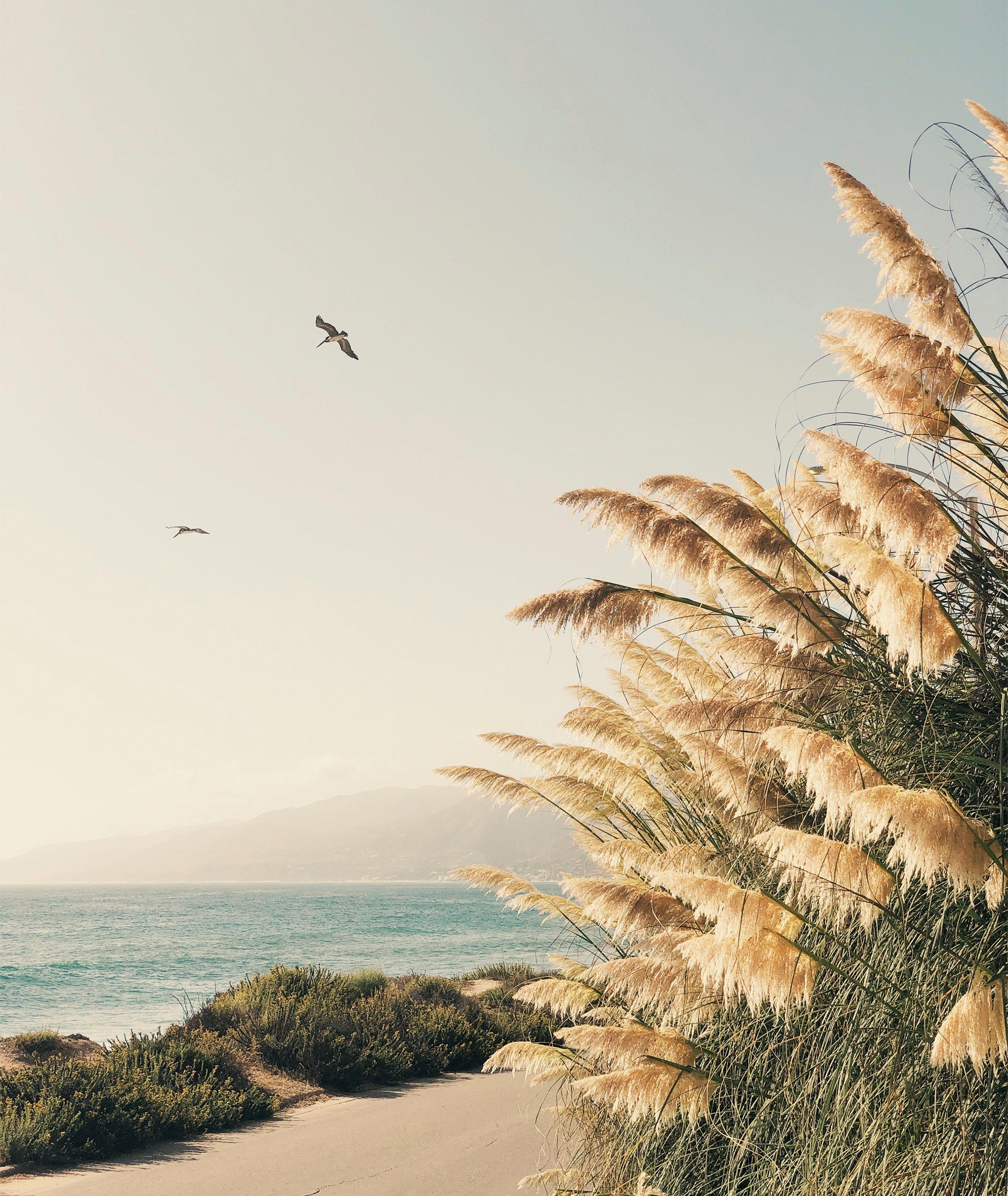 Christine Flynn Art Pampas Print | Décor | Harry Rosen