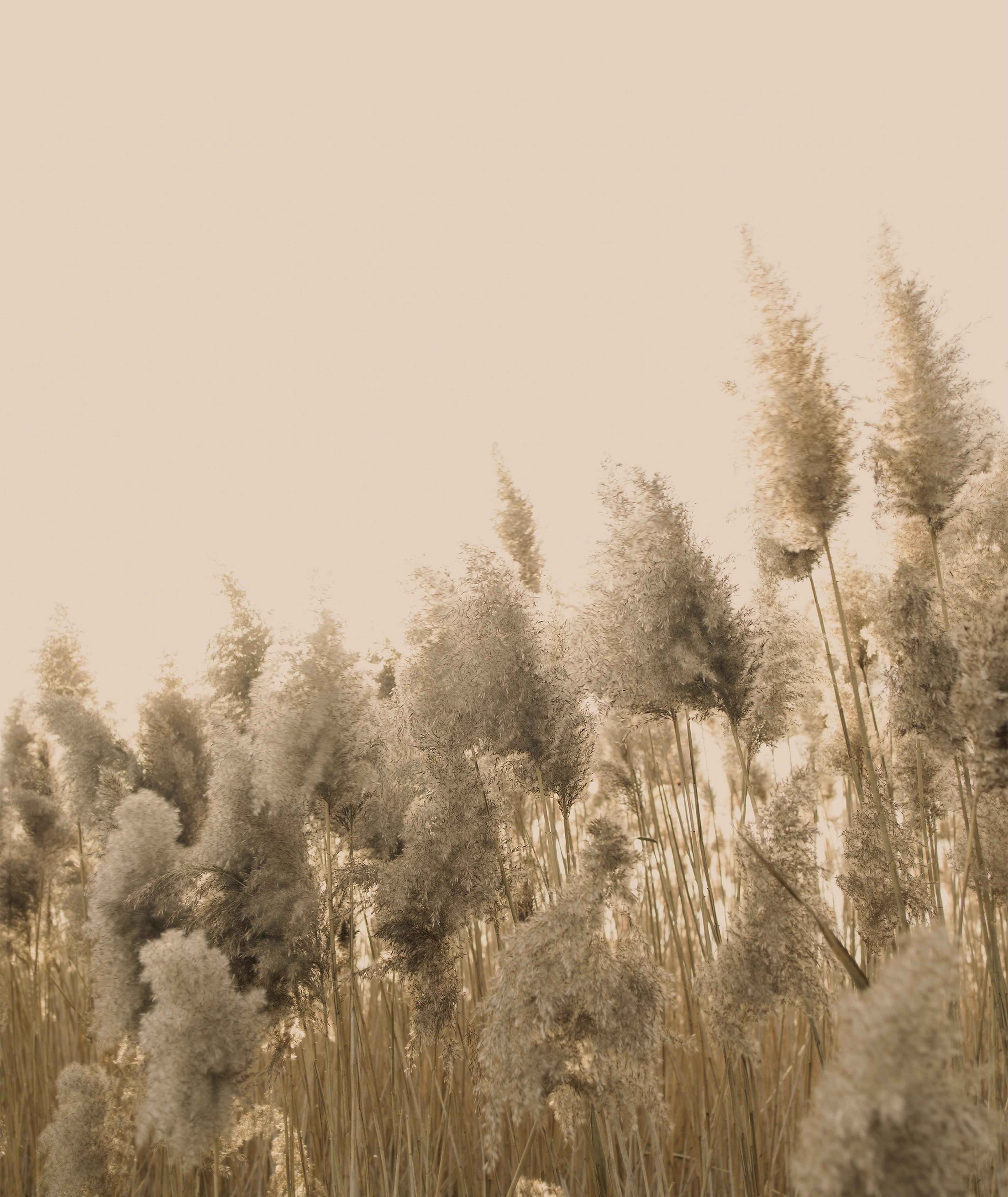 Ontario Pampas Print image 0