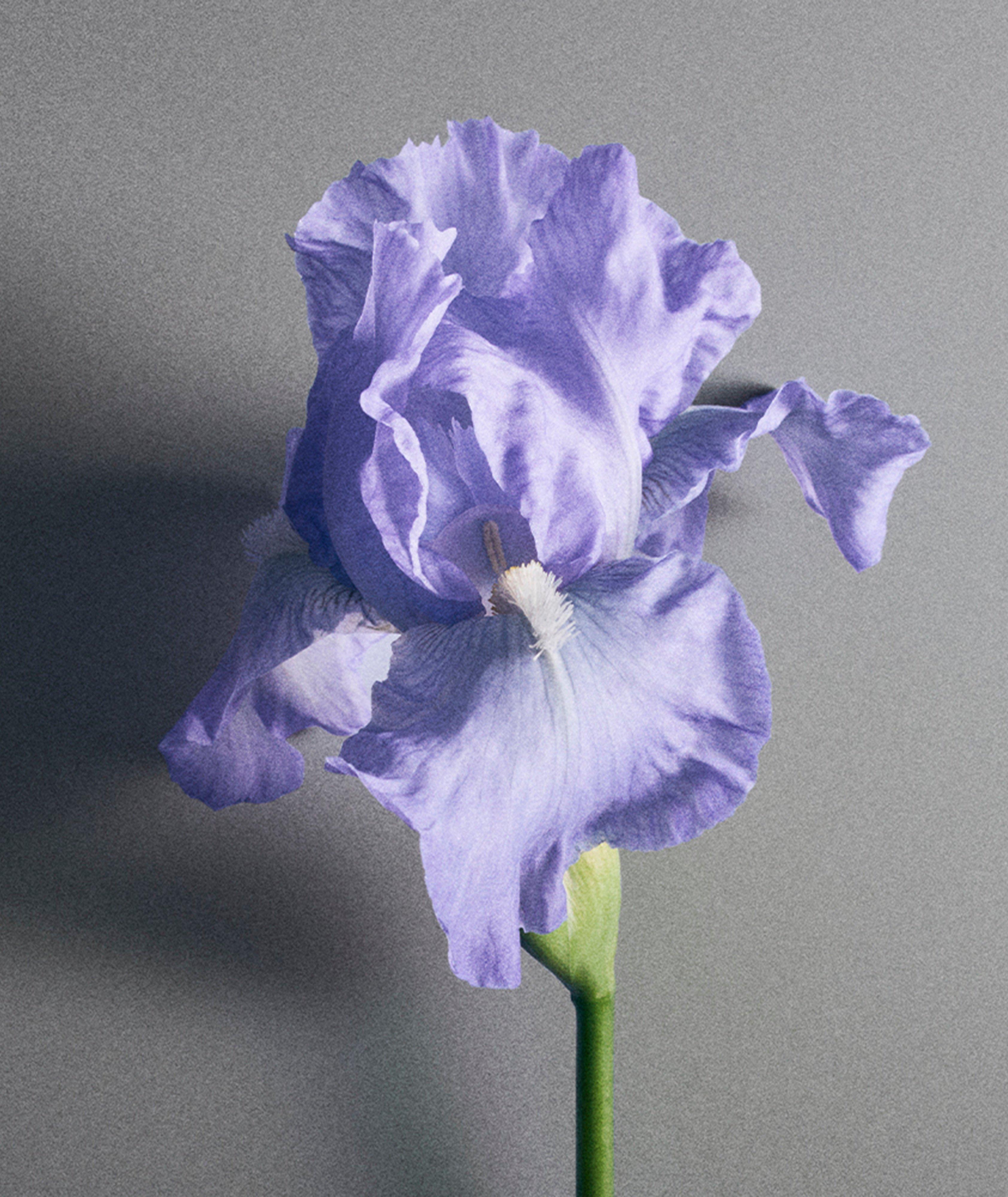 Iris Debonair Eau de Parfum 100ml image 5