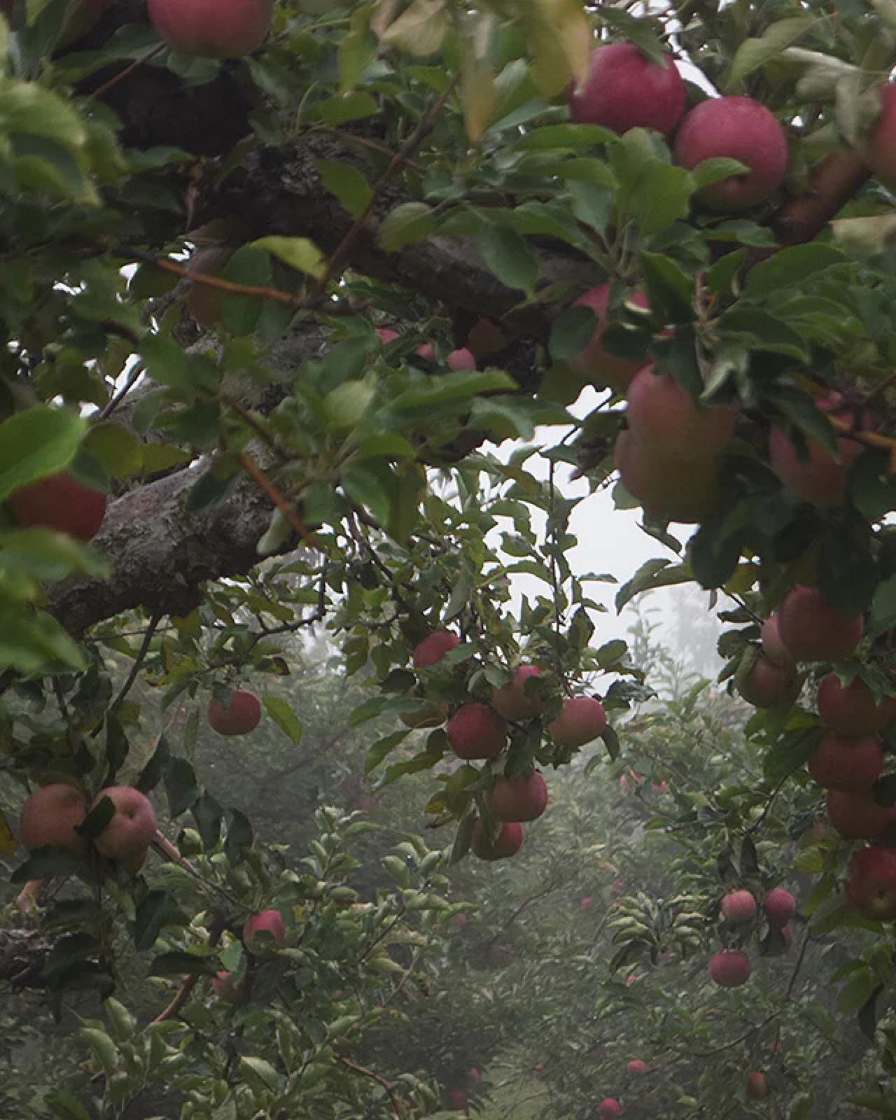 Apple picking display with decorative trees and fall accents