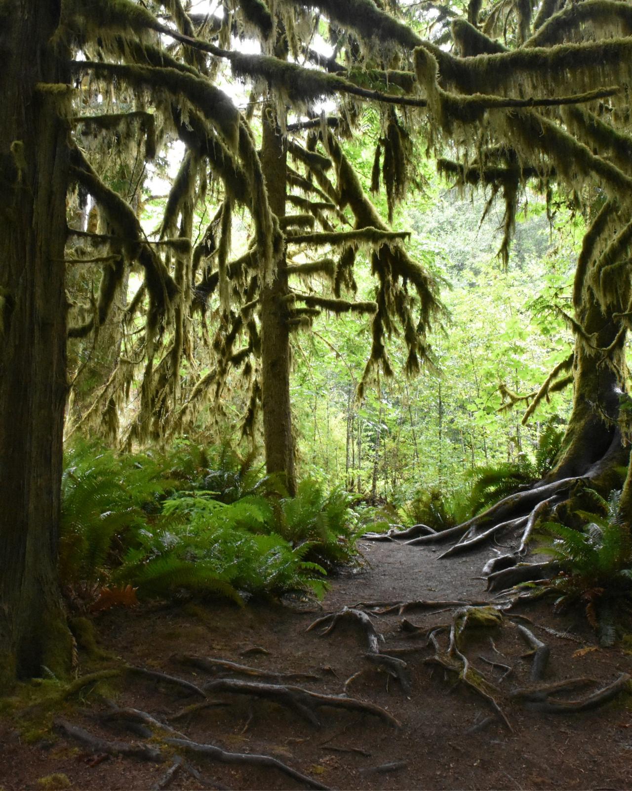 Cathedral Grove, dans le parc provincial MacMillan, sur l'île de Vancouver