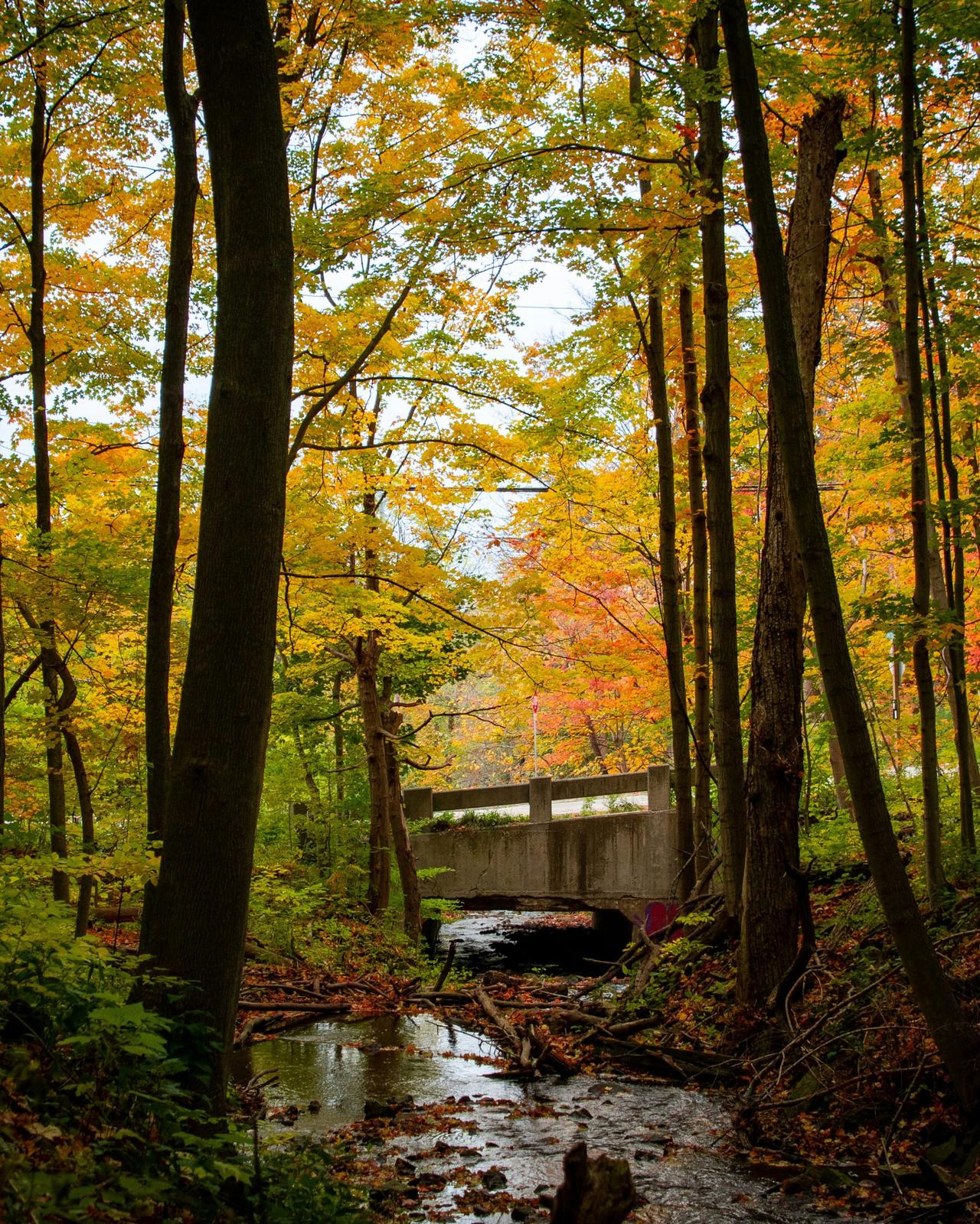  A scenic autumn view of the Rouge River Valley in Rouge National Urban Park