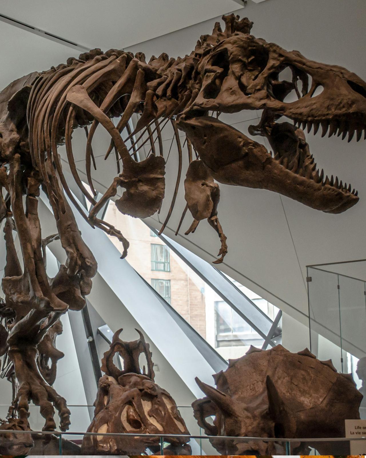 A detailed replica of a Tyrannosaurus rex skeleton on display