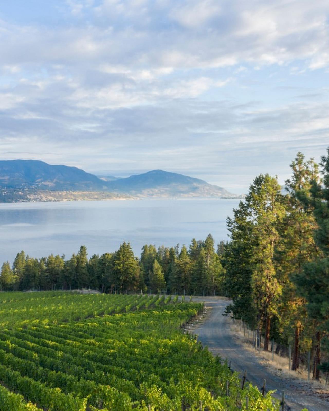 Mission Hill Family Estate wine-growing landscapes