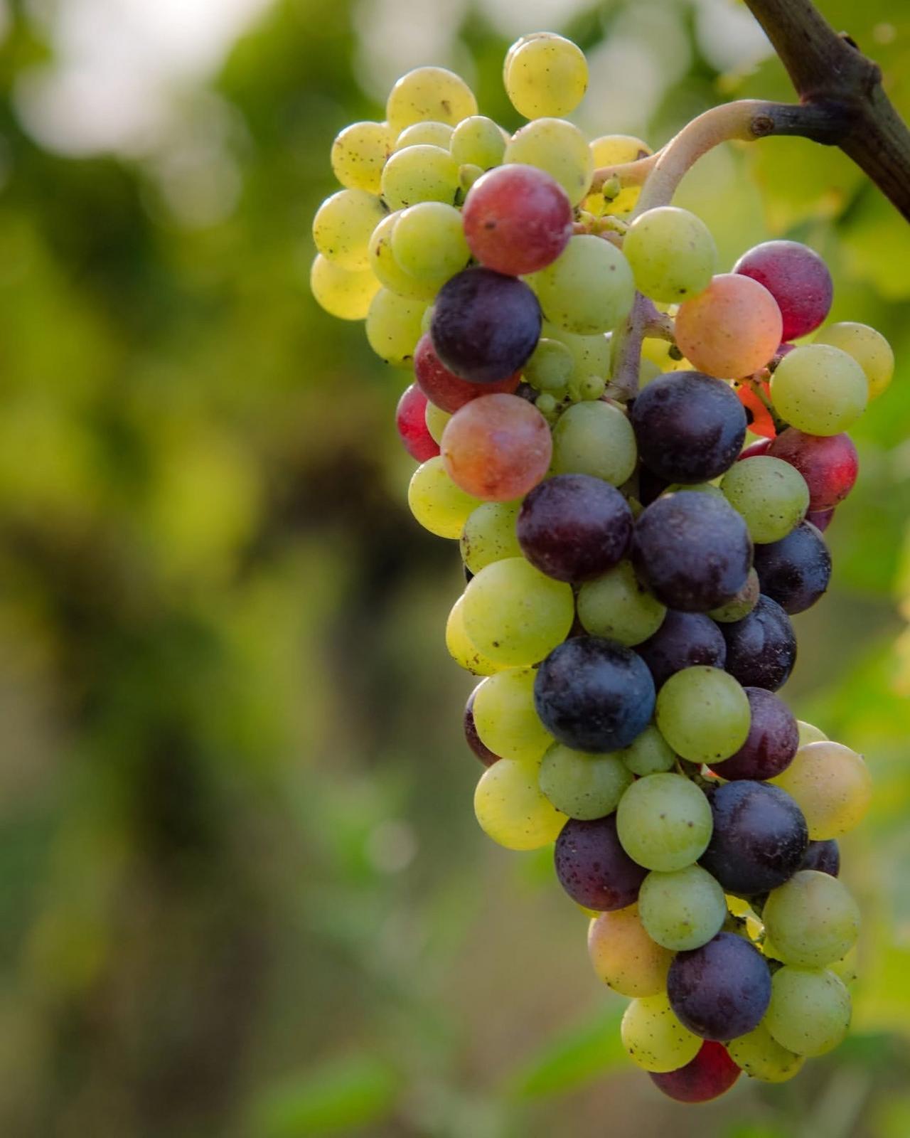 cluster of grapes showing a mix of green, red, and purple hues