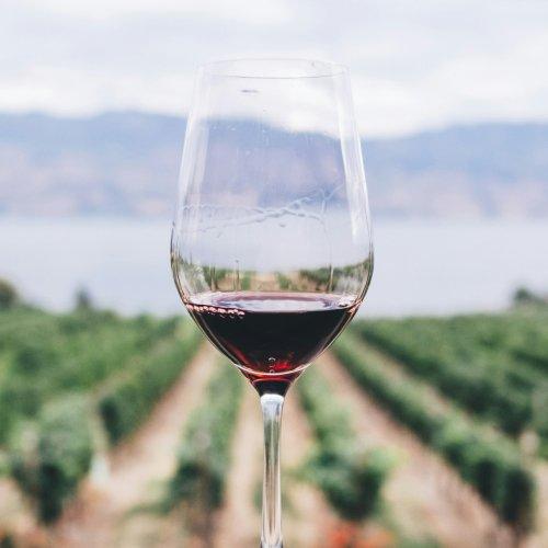 Red wine glass with a vineyard background