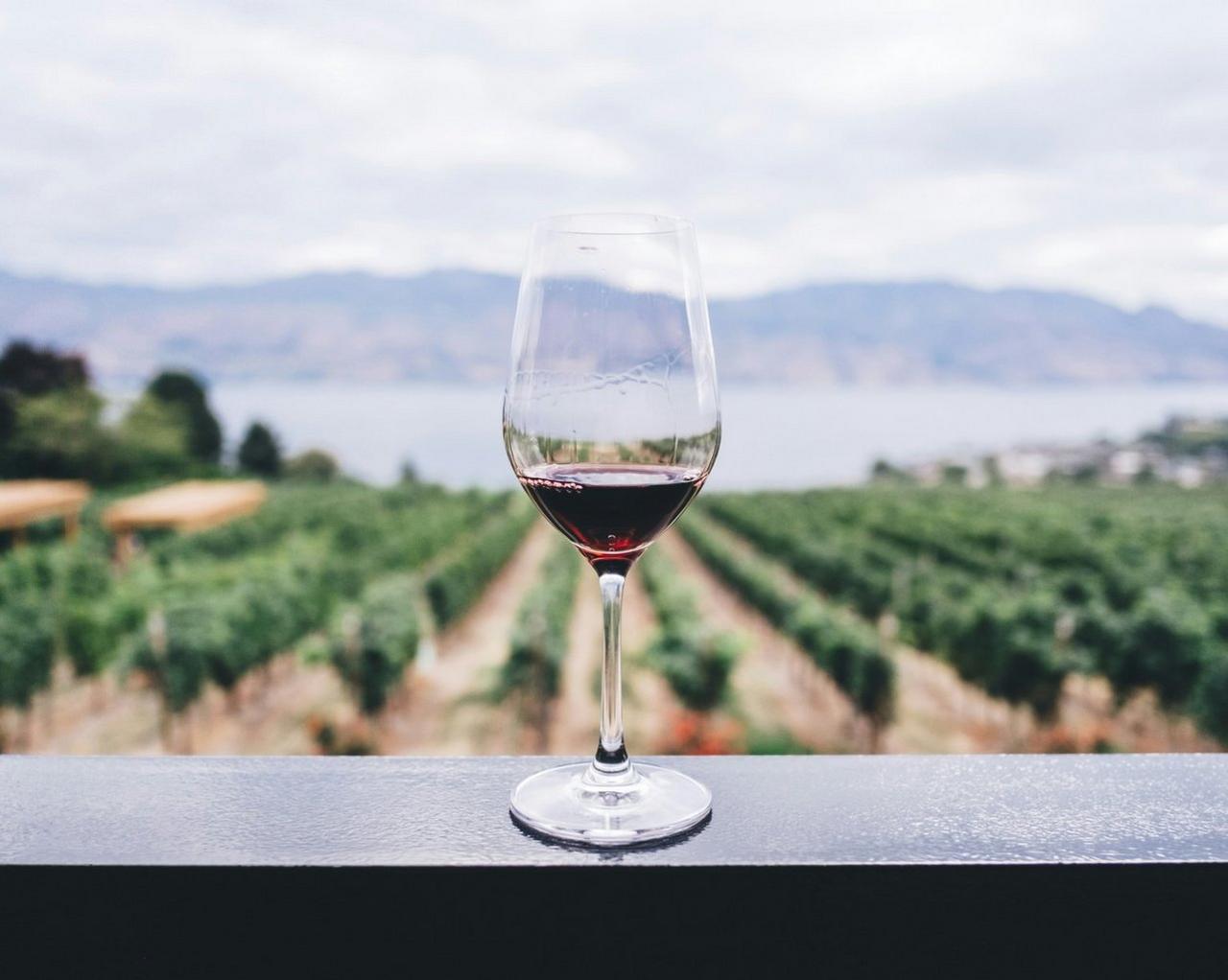 Verre de vin rouge sur fond de vignoble