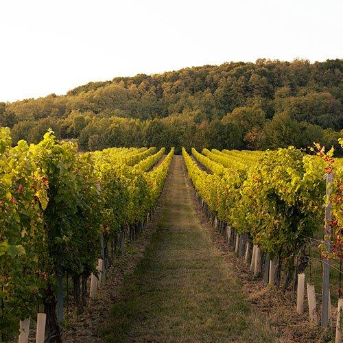 Vineyard showcasing a winery