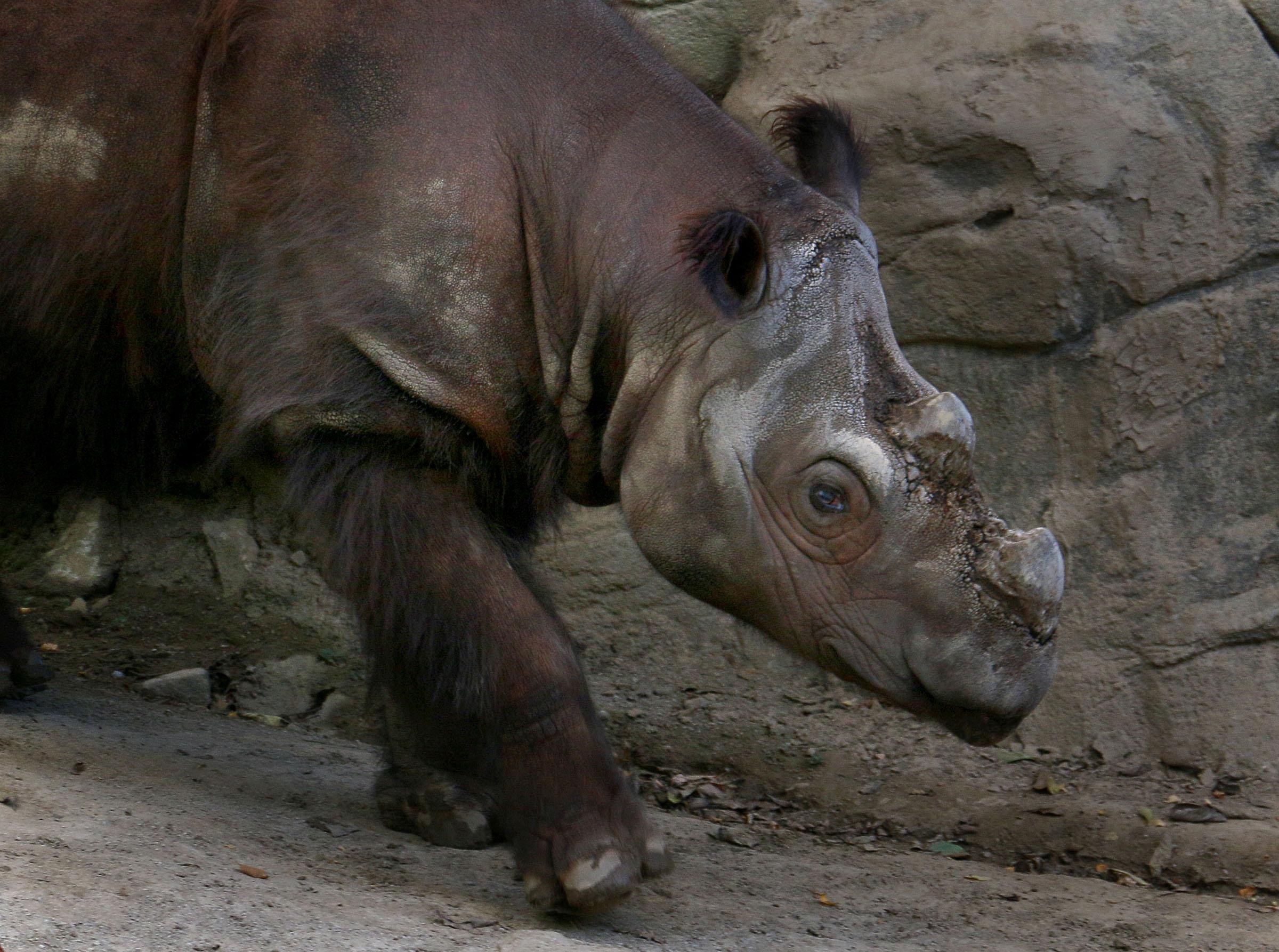Last Sumatran Rhino