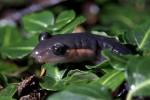 Salamander2
