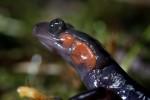 Salamander3