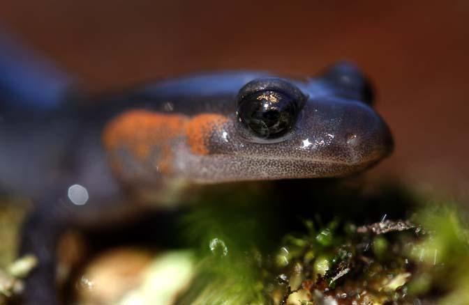 Salamander1