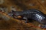 Salamander5