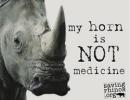 My Horn Is Not Medicine