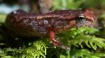 Salamander4
