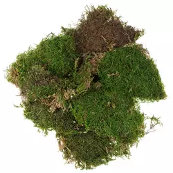 Moss