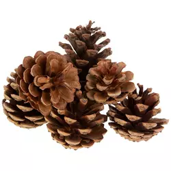 Christmas Pinecones