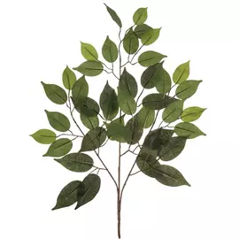 Fat Ficus Branch