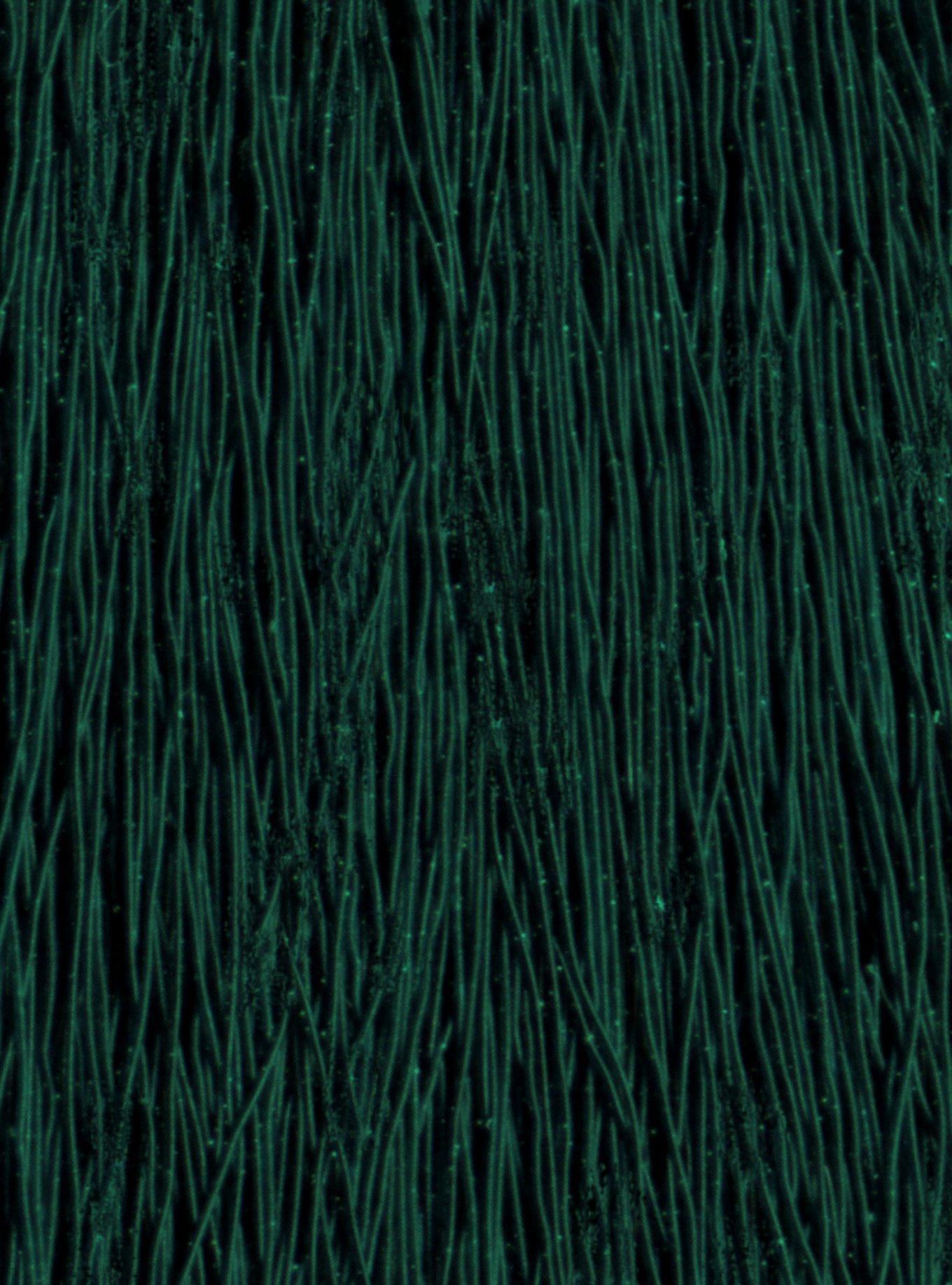 Manic Panic Amplified Semi-Permanent Green Envy Hair Dye, , alternate