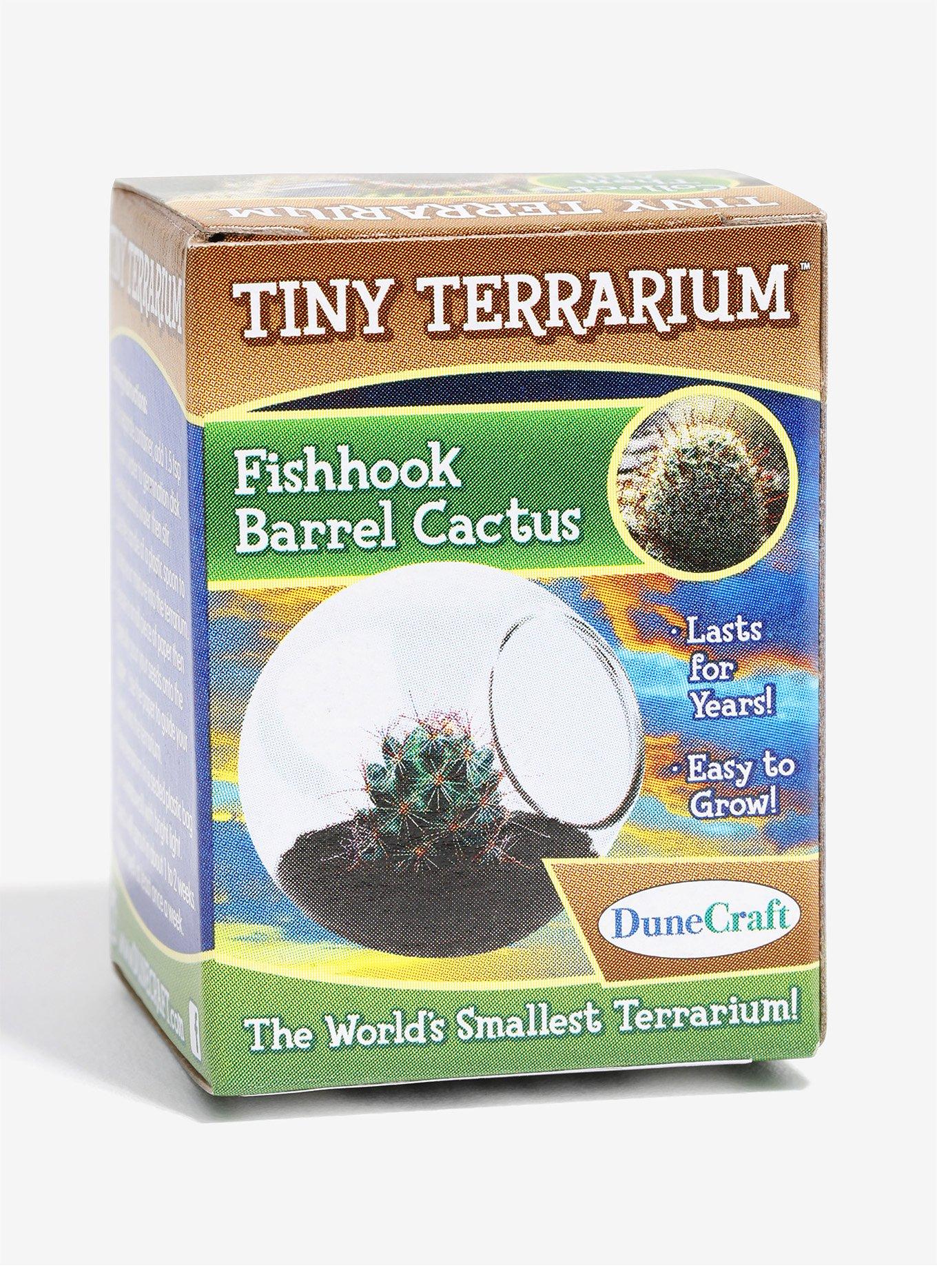 Fishhook Barrel Cactus Tiny Terrarium, , alternate